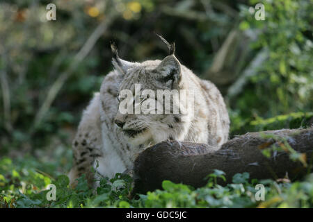 Europäische Luchs, Felis Lynx mit einem Kill, ein Reh Stockfoto