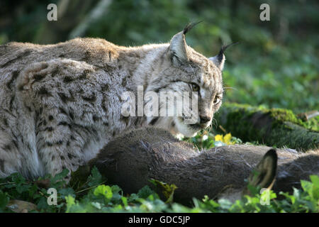 Europäische Luchs, Felis Lynx mit einem Kill, ein Reh Stockfoto