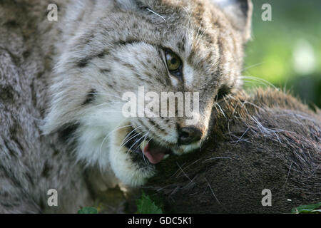 Europäische Luchs Felis Lynx, DAUMENDICK mit A Rehe töten Stockfoto