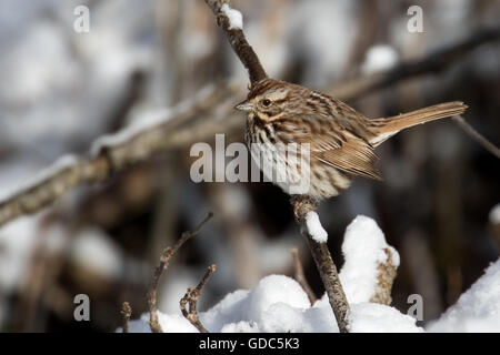 Singammer winter Stockfoto