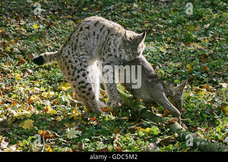 Europäische Luchs, Felis Lynx mit einem Kill, ein Reh Stockfoto