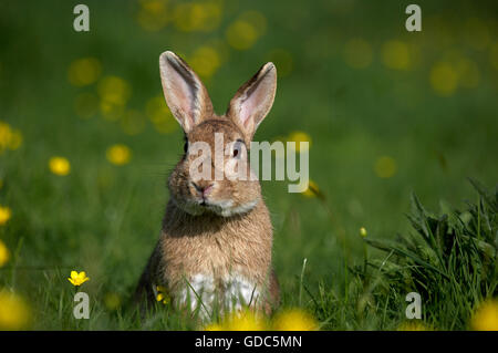 Europäische Kaninchen oder Wildkaninchen Oryctolagus Cuniculus, Erwachsene mit Blumen, Normandie Stockfoto