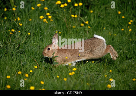 Europäische Kaninchen Oryctolagus Cuniculus, ausgeführt durch gelbe Blüten, Normandie Stockfoto