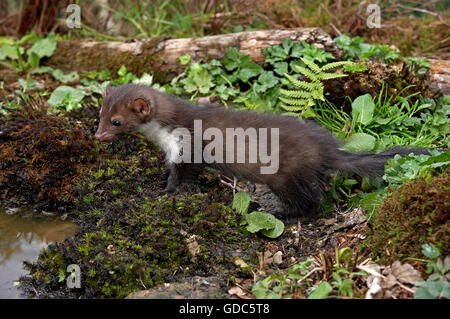 Junge Steinmarder oder Steinmarder Martes Foina, Normandie Stockfoto