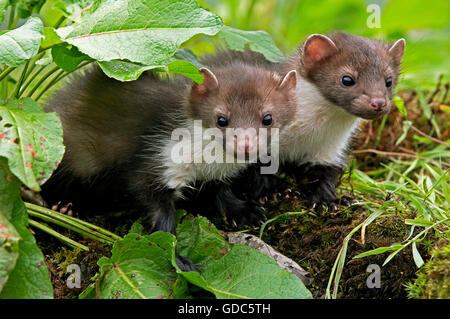 Stein, Marder oder Steinmarder Martes Foina, Youngs, Normandie Stockfoto