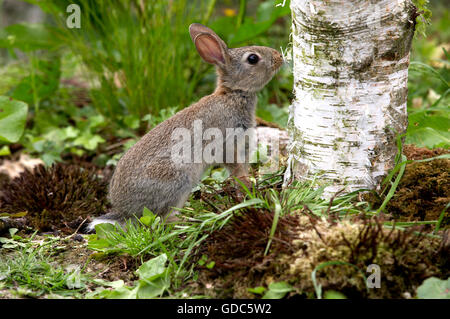 Europäische Kaninchen oder Wildkaninchen Oryctolagus Cuniculus, Young riechen Tree Trunk, Normandie Stockfoto