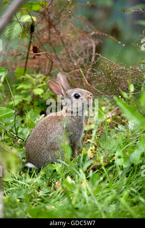 Europäische Kaninchen oder Wildkaninchen Oryctolagus Cuniculus, Young auf Rasen, Normandie Stockfoto