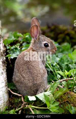 Europäische Kaninchen oder Wildkaninchen Oryctolagus Cuniculus, Young auf Rasen, Normandie Stockfoto