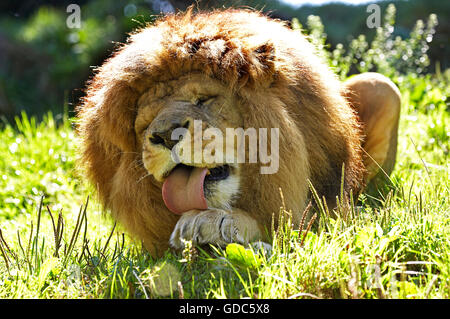 African Lion, Panthera Leo, Männlich, seine Pfote lecken Stockfoto