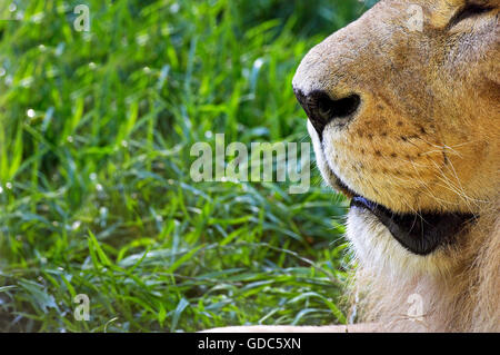 African Lion, Panthera Leo, Porträt von männlich, enge auf der Nase Stockfoto