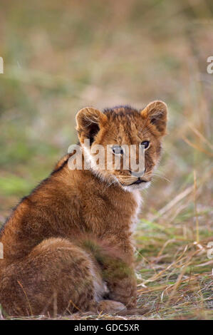 AFRIKANISCHER Löwe Panthera Leo, sitzen, CUB, MASAI MARA IN Kenia Stockfoto