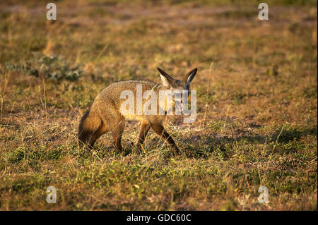 Fledermaus Eared Fox, Otocyon Megalotis, Erwachsene auf Trockenrasen, Masai Mara-Park in Kenia Stockfoto