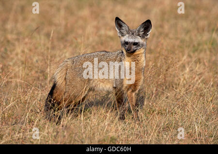 Fledermaus Eared Fox, Otocyon Megalotis, Erwachsene auf Trockenrasen, Masai Mara Park Stockfoto