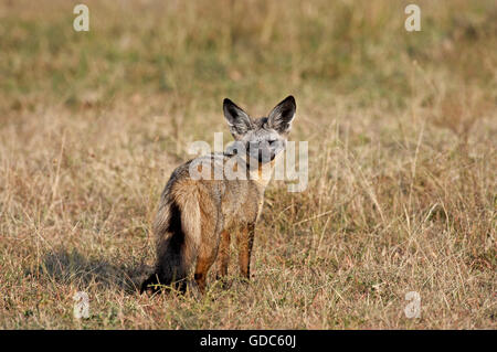 Fledermaus Eared Fox, Otocyon Megalotis, Erwachsene auf Trockenrasen, Masai Mara-Park in Kenia Stockfoto