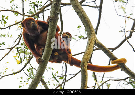 Roter Brüllaffe Alouatta Seniculus, Weibchen mit jungen im Baum, Los Lianos in Venezuela Stockfoto