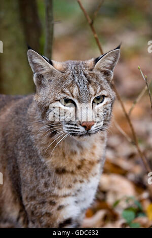 Europäische Luchs oder Eurasischer Luchs, Felis Lynx, Porträt von Erwachsenen Stockfoto