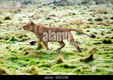 Katanga-Löwe oder Südwesten African Lion, Panthera Leo Bleyenberghi, Weiblich, zu Fuß Stockfoto