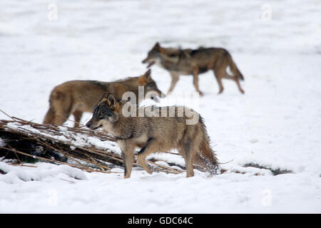 Iberischer Wolf, Canis Lupus Signatus auf Schnee Stockfoto