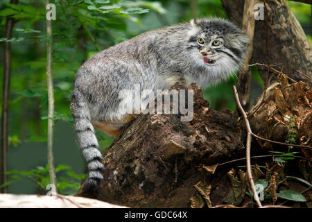 Handbuch oder Pallas Katze, Otocolobus Handbuch, Erwachsene auf Baumstumpf Stockfoto