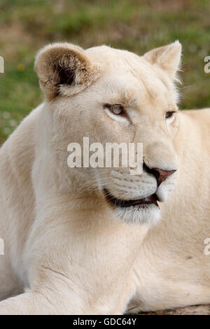 WEIßE Löwe Panthera Leo Krugensis Stockfoto