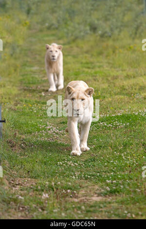 White Lion, Panthera Leo Krugensis, paar Stockfoto