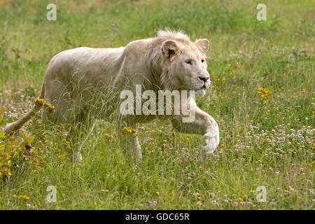 White Lion, Panthera Leo Krugensis, Mann zu Fuß auf dem Rasen Stockfoto