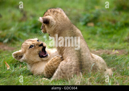 Katanga-Löwe oder Südwesten African Lion, Panthera Leo Bleyenberghi, Cub spielen Stockfoto