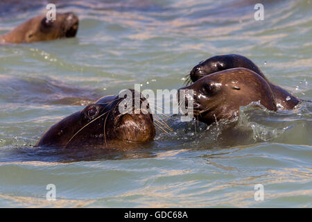 Südamerikanischen Seelöwen oder Südliche Seelöwen, Otaria Byronia, Gruppe schwimmen, Paracas Reservat in Peru Stockfoto