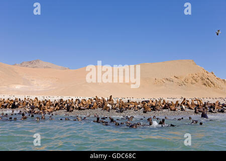 Südamerikanischen Seelöwen oder Südliche Seelöwen, Kolonie am Strand, Otaria Byronia, Paracas-Nationalpark in Peru Stockfoto