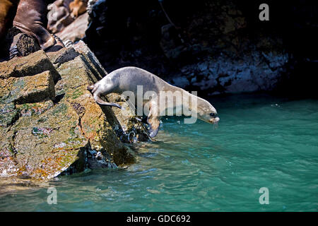 Südamerikanischen Seelöwen oder Südliche Seelöwen, weibliche springen von Felsen, Otaria Byronia, Paracas-Nationalpark in Peru Stockfoto