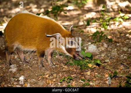 RED RIVER HOG oder BUSCHSCHWEIN Potamochoerus porcus Stockfoto