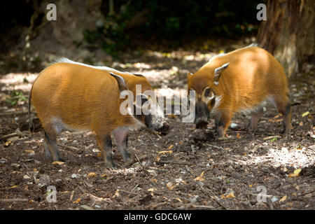 RED RIVER HOG oder BUSCHSCHWEIN Potamochoerus porcus Stockfoto