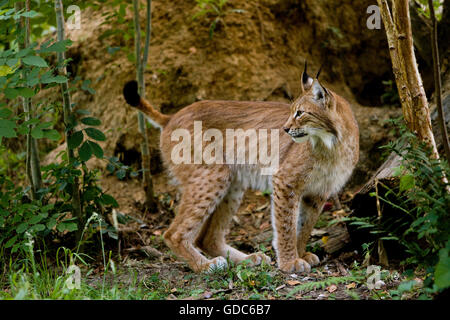 Sibirischer Luchs Lynx Lynx wrangeli Stockfoto