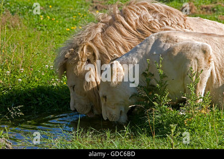 White Lion, Panthera Leo Krugensis, männlich und weiblich am Wasserloch Stockfoto