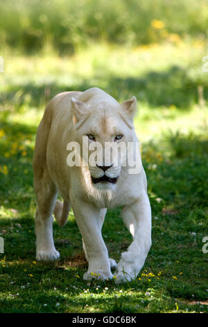 WEIßE Löwe Panthera Leo Krugensis Stockfoto