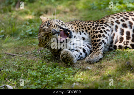 AMUR Leoparden Panthera Pardus orientalis Stockfoto