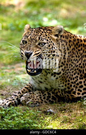 Amur-Leopard, Panthera Pardus Orientalis, Erwachsene Knurren Stockfoto