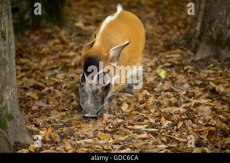 RED RIVER HOG oder BUSCHSCHWEIN Potamochoerus porcus Stockfoto