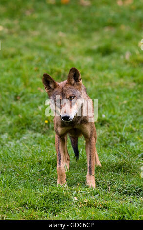 Iberischer WOLF Canis Lupus signatus Stockfoto