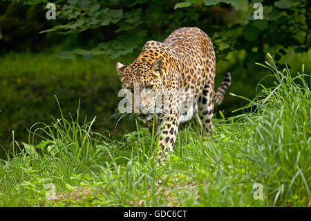 Sri Lanka Leoparden Panthera Pardus Kotiya, Erwachsenen zu Fuß auf dem Rasen Stockfoto