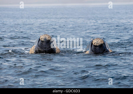Südlichen Glattwal Eubalaena Australis, zwei Köpfe aus Meer, Hermanus in Südafrika Stockfoto