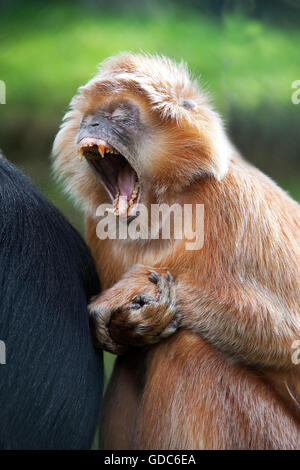 Javan Languren oder Javan Gruppen, Trachypithecus Auratus, Erwachsene Gähnen Stockfoto