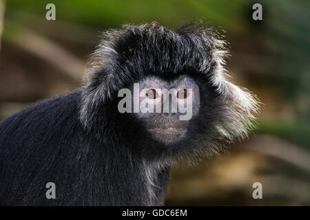 Javan Languren oder Javan Gruppen, Trachypithecus Auratus, Porträt von weiblichen Stockfoto