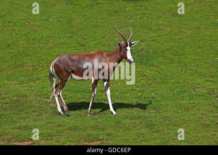 Blessböcke oder Bontebok, Damaliscus Pygargus phillipsi Stockfoto