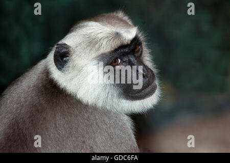 Leiter des HANUMAN LANGUREN Semnopithecus entellus Stockfoto