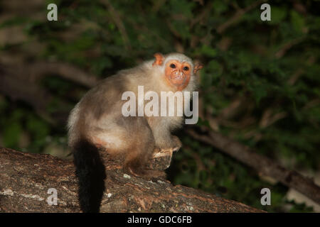 SILBRIG MARMOSET Mico Argentatus, weiblichen ON Zweig Stockfoto