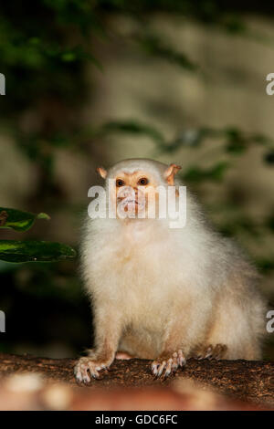 SILBRIG MARMOSET Mico argentatus Stockfoto