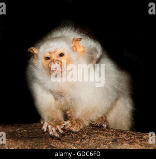 SILBRIG MARMOSET weibliche Mico Argentatus ein BABY auf dem Rücken tragen Stockfoto