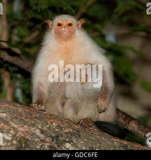 SILBRIG MARMOSET Mico Argentatus, weibliche mit BABY Stockfoto