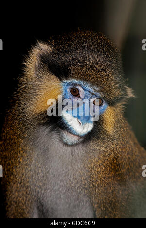 Schnauzbärtige Affen oder Mustached Affe, grüne Cephus, Porträt von Erwachsenen Stockfoto